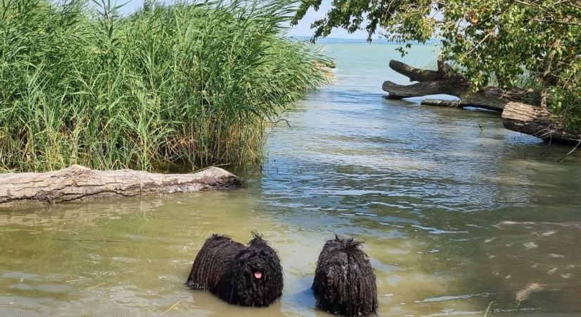 Kutyabarát strandok – körülnéztünk a Balatonnál