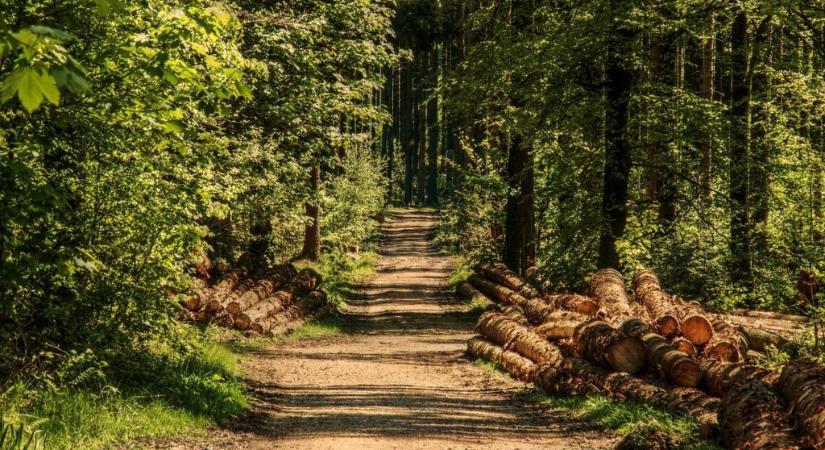 Jelentősen felgyorsult a klímaváltozás a magyar erdőkben is