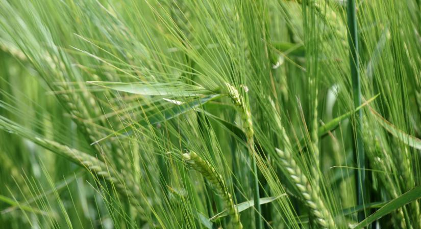 Megjelent az Agro Napló legújabb száma: ezt mindenkinek hasznos lehet