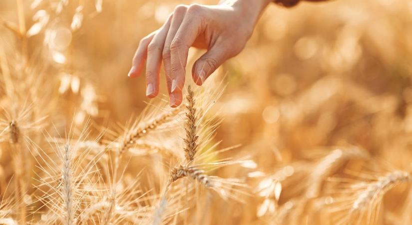 Lombtrágya és biostimulátor: mennyi fogy hazánkban?