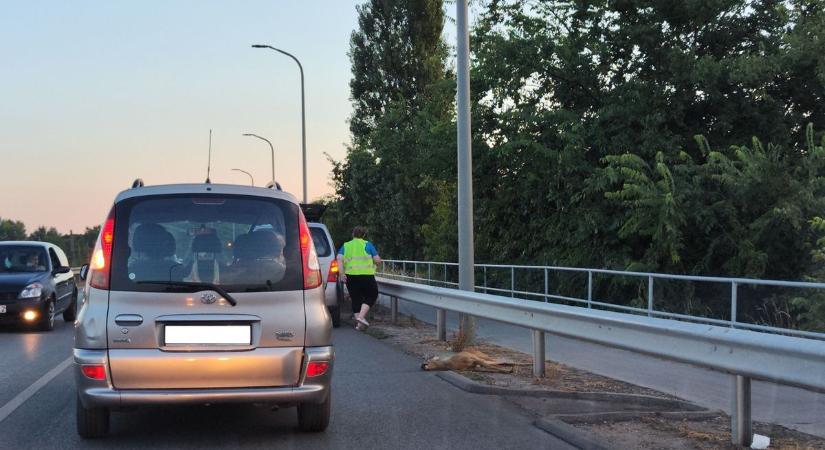 Vadgázolás a Balatoni úti felüljárón? – a beérkezett fotó erről tanúskodik