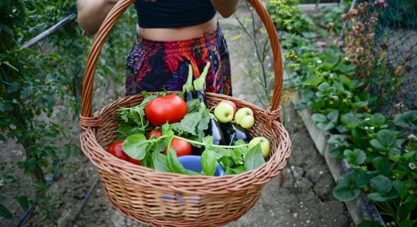 Így hosszabbítsd meg a kerti szezont: kincseket érő tippek a bőséges őszi termésért