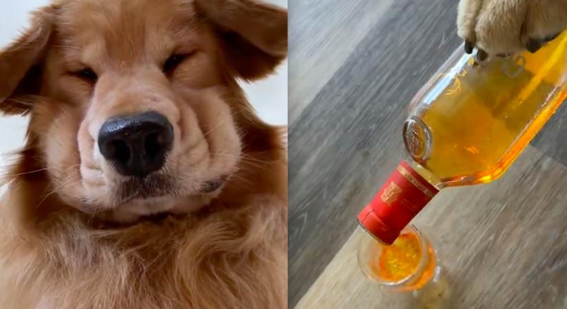 Bánatában, sírva rúgott be a golden retriever: az oka szemet nem hagy szárazon - Videó