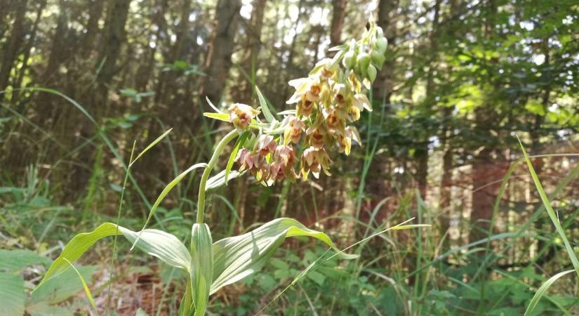 Orchideák a vasi erdőkben - mindent a szemnek, semmit a kéznek