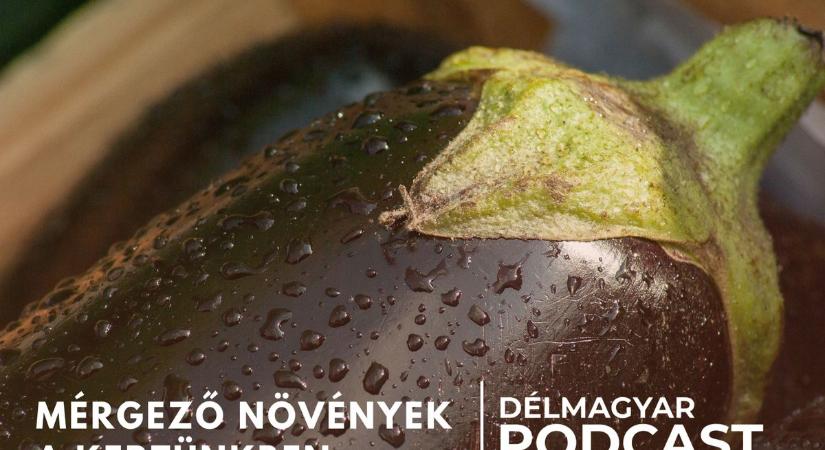 Délmagyar podcast: mérgező növények a kertünkben