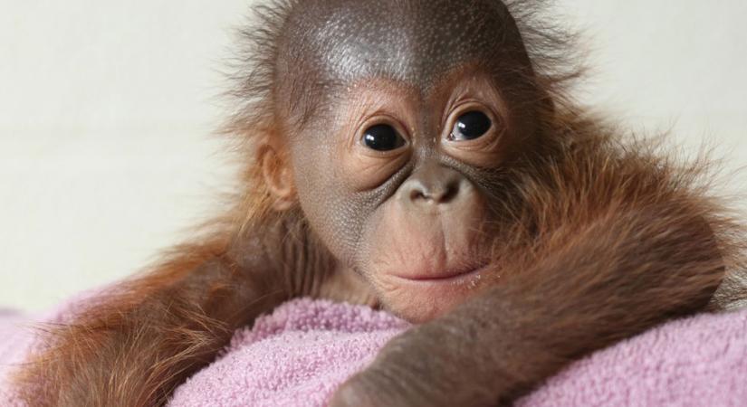 Kismamák próbálják megmutatni a dublini állatkert orangutánjának, hogyan kell szoptatni