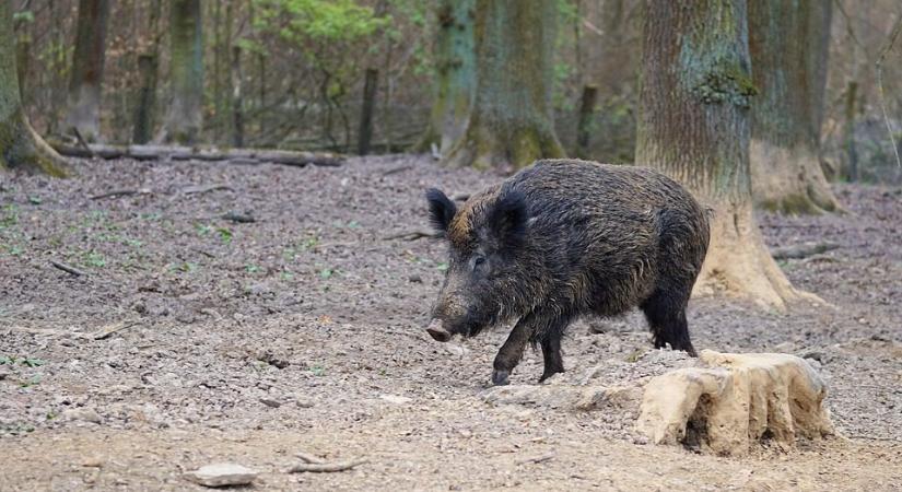 Elszaporodtak a vaddisznók a Balatonnál