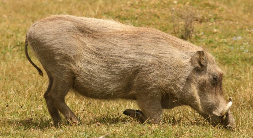 Vaddisznók garázdálkodnak Balatonfenyves utcáin: mindent feldúlnak, megdézsmálnak