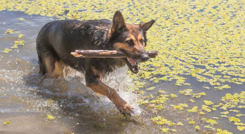 A kutyás vízirendőr, aki mindig legjobb barátjával megy a Tisza-tavi bevetésre