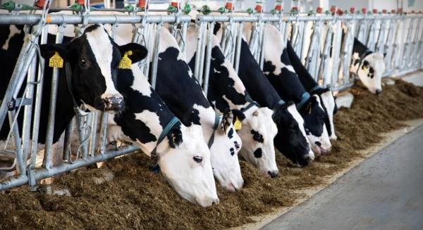 Megújul a gyakorlati képzés a Magyar Agrár- és Élettudományi Egyetemen