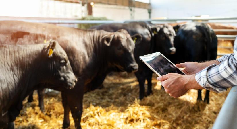 Uniós szinten is kiemelkedő a hazai állattenyésztés teljesítményének növekedése