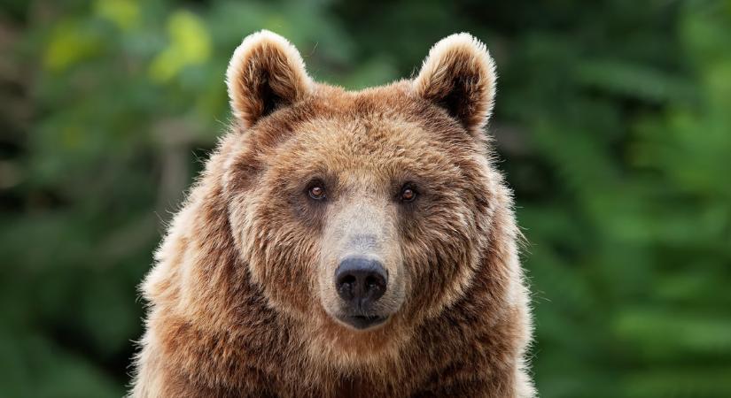 Sokkoló: gombászó férfira támadt egy medve az erdélyi Hargita megyében