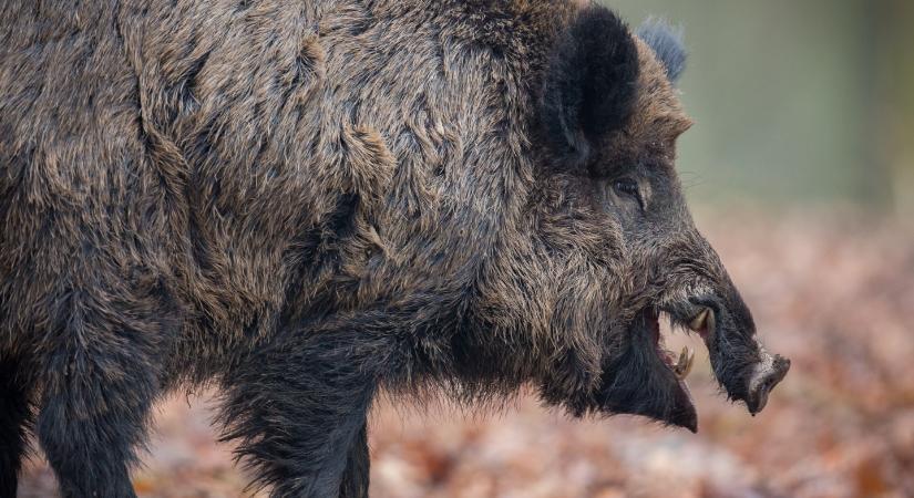 Pánik: vaddisznók tartják rettegésben a helyieket a Balatonnál