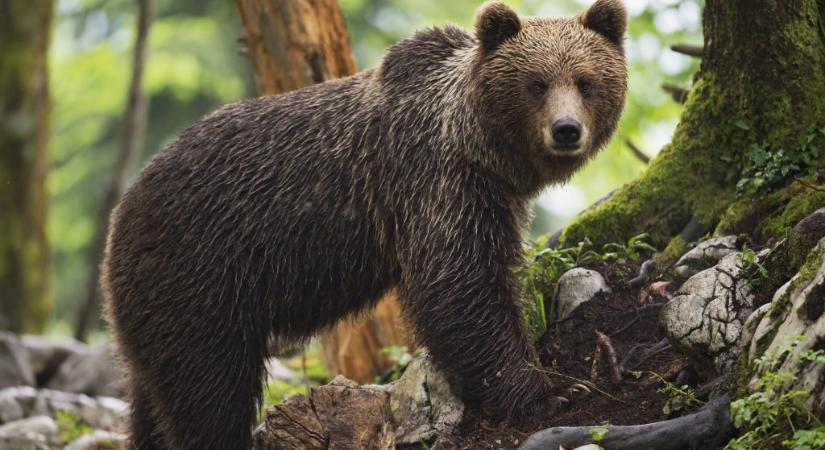 Gombászó férfire támadt egy medve Erdélyben