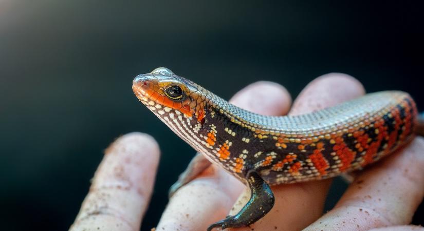 Színpompás új gyíkfaj érkezett a debreceni állatkertbe