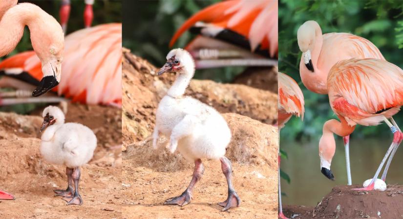 Meleg flamingópár nevel magára hagyott fiókát egy angliai állatkertben