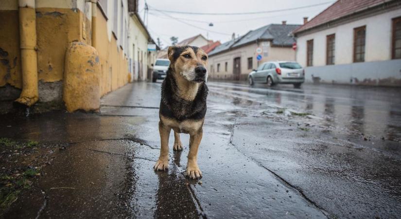 Rengeteg a kidobott és a megszökött kutya