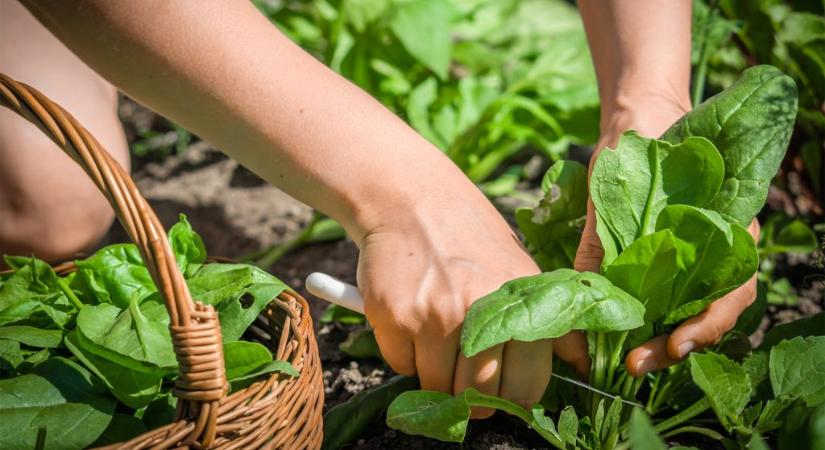 Vasbevitel állati és növényi táplálékkal – melyik mit tud?