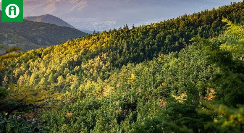 Tudtad, hogy vándorolnak az erdeink? És azt, hogy egyre gyorsabban?