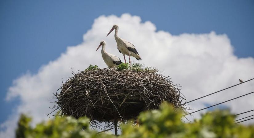 Sok aggódó bejelentés érkezik