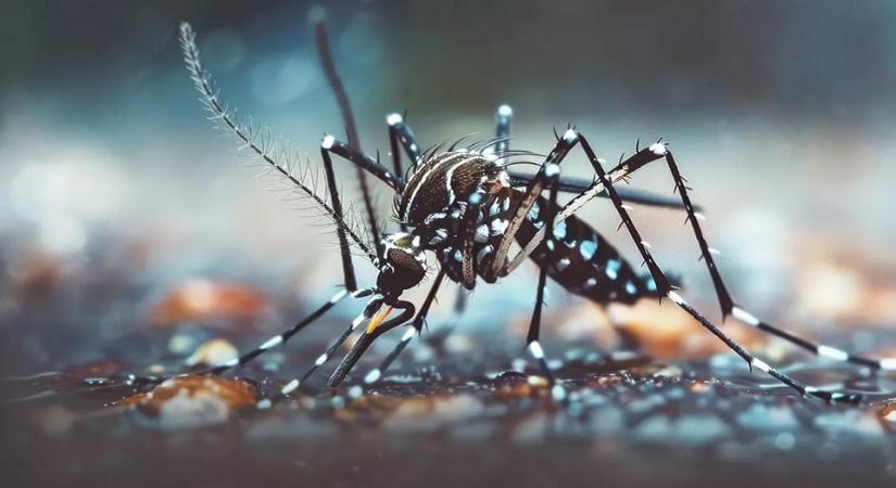 Biológiai vagy kémiai fegyverekkel harcoljunk a szúnyogok ellen?