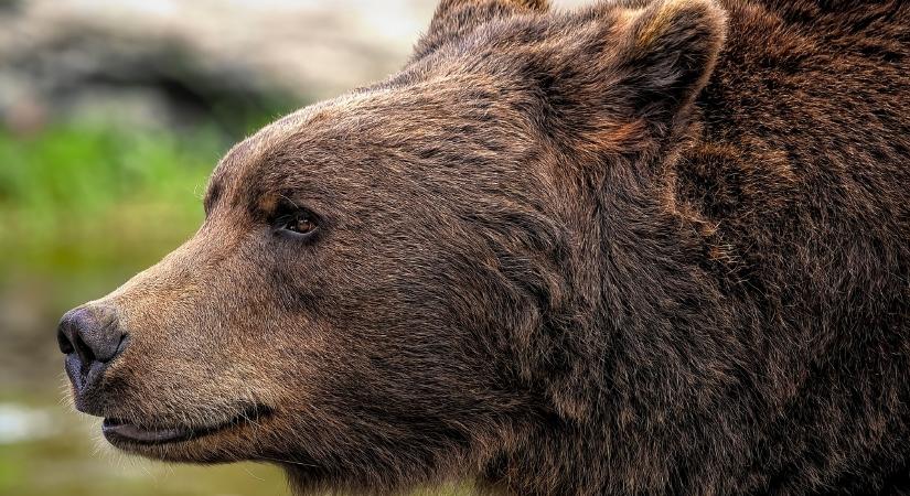 Gombászó férfira támadt egy medve az erdélyi Hargita megyében