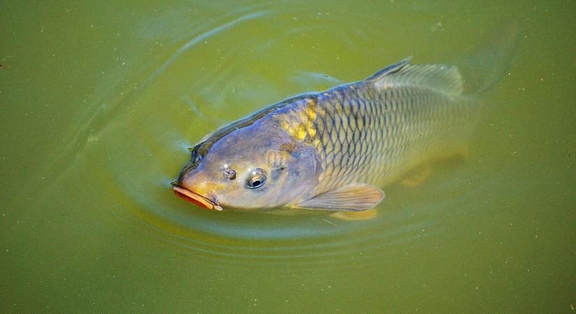 Már a halak életét mentik a Balatonnál