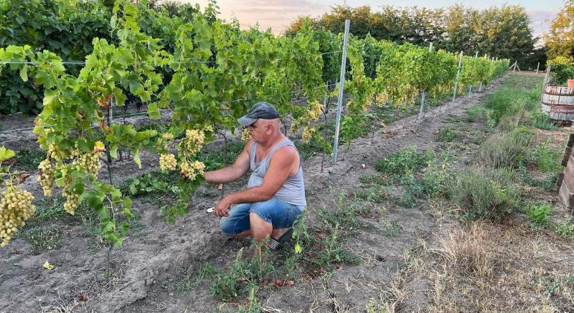 Talán ez az egyetlen élőlény, aminek javára válik a klímaváltozás