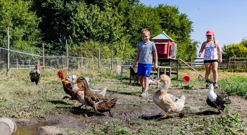 Jótékonysági Tanya Napot hirdetett a Nagyvenyimi Magán Lovarda - képgalériával