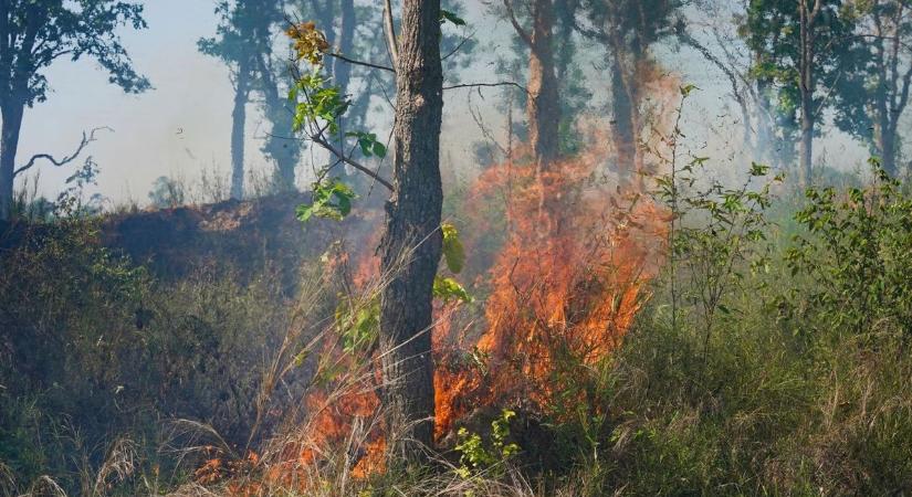 Fenyőerdő aljnövényzete égett Tázlár és Bodoglár között