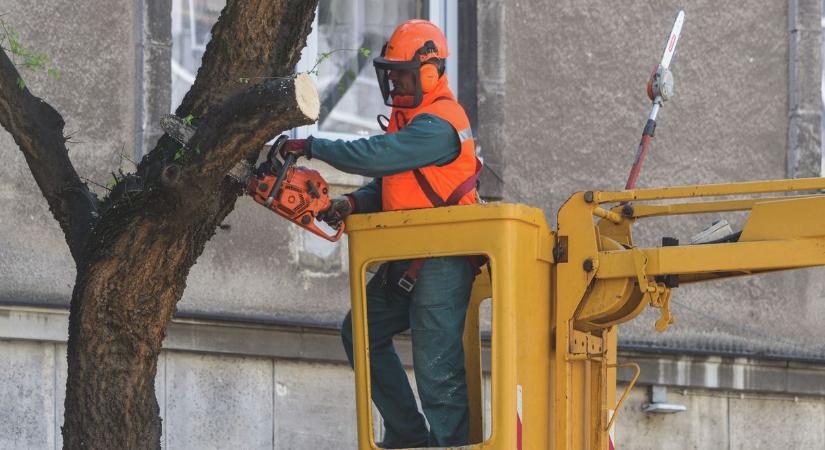 Hol legyenek fametszések Szombathelyen? - szeptember közepéig lehet bejelenteni