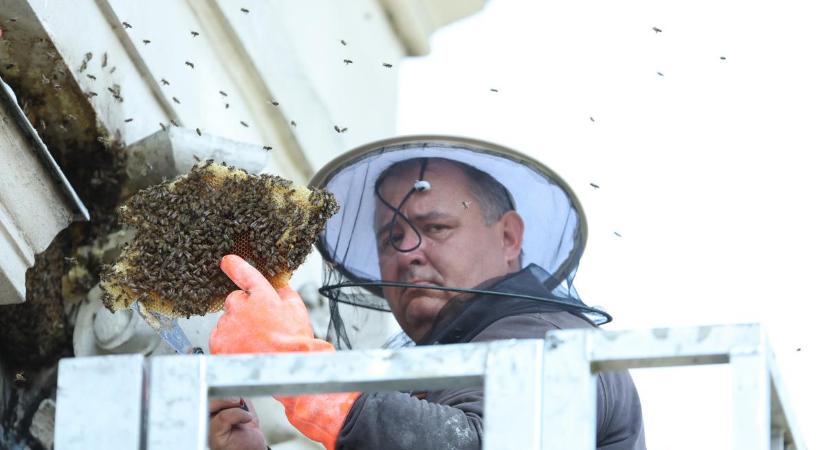 Vészhelyzet: Százezer méh lepte el a Bajza utcát, a környéket le kellett zárni - fotók