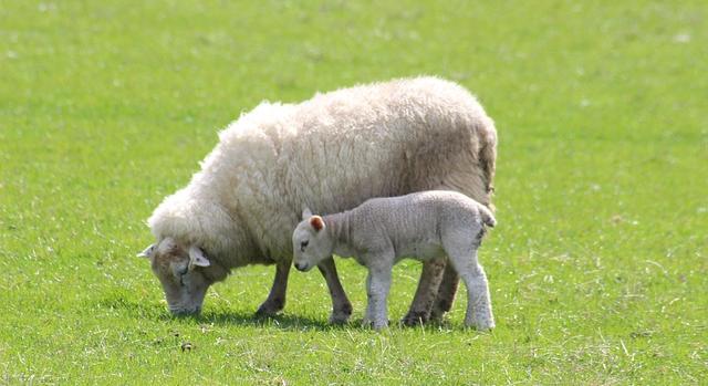 Irányelvek a fenntartható állattenyésztési gyakorlatokhoz