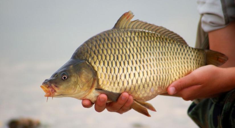 Ezeken a helyeken telepítettek több ezer kilónyi pontyot a Tisza-tónál