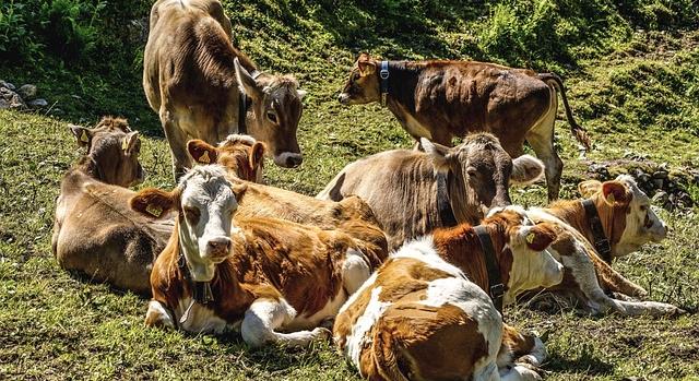 Felgyorsult a kéknyelv-betegség terjedése Hollandiában