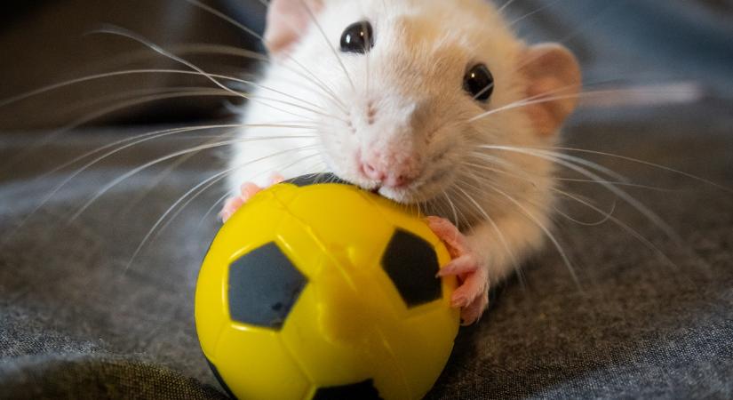 Így még garantáltan nem láttál macskát enni: hagyján, hogy egy hörcsöggel falatozik!