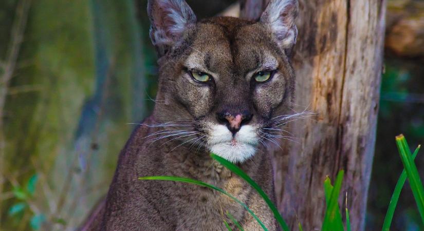 Óriási veszélyben van a cicák élete, egy fertőzött puma az oka