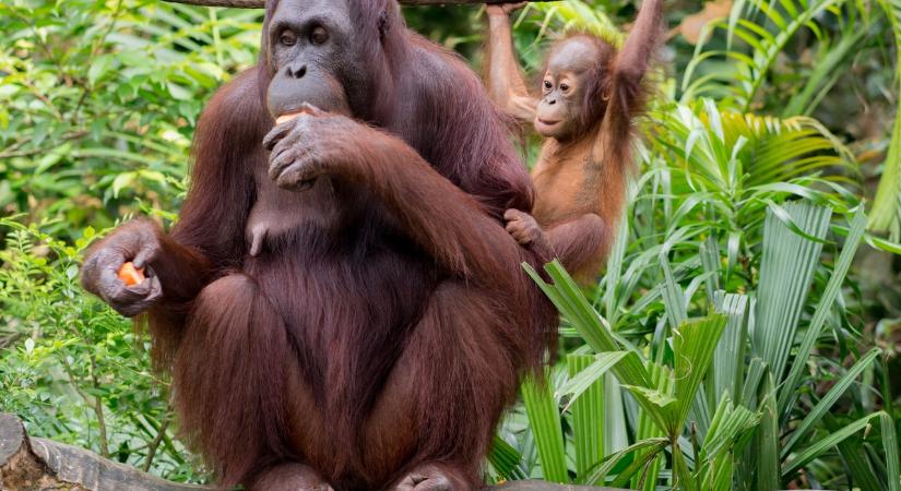 A mesterséges pálmaolaj megmentheti az orángutánokat a kihalástól