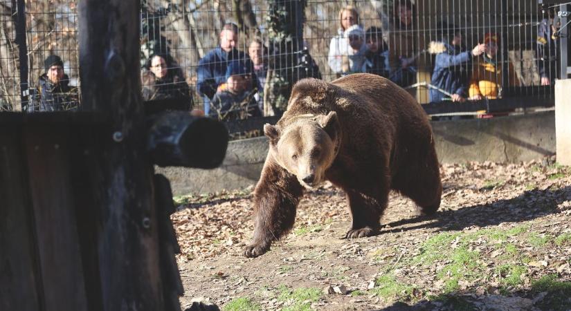 Az éj leple alatt figyelhetők meg a Pécs Zoo lakói