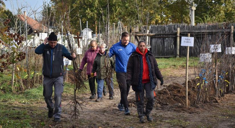 Idén is folytatódik az ingyenes lakossági fásítási program Jászfényszarun