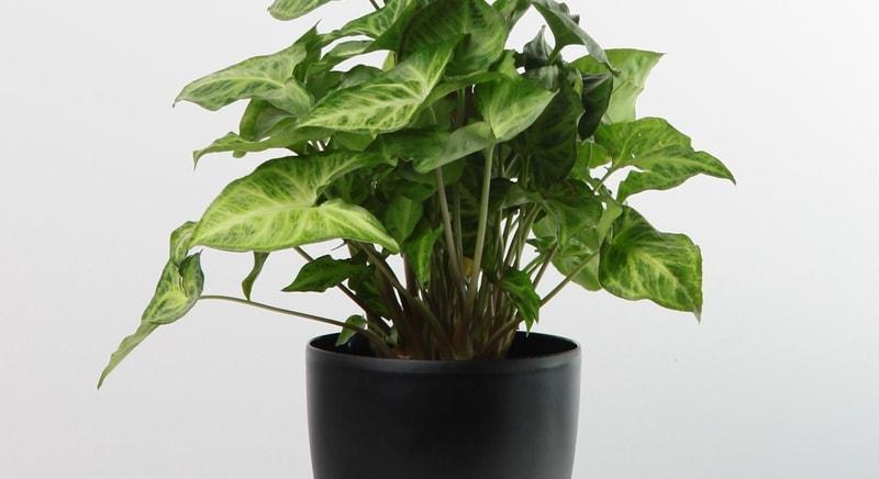 A nyíllevél, üvegházi nyíllevél (Syngonium podophyllum) gondozása, bemutatása