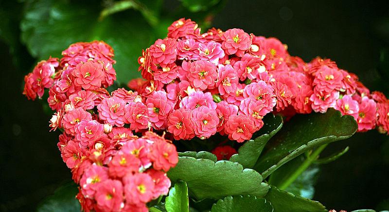 A korallvirág, tömött korallvirág (Kalanchoe blossfeldiana) gondozása