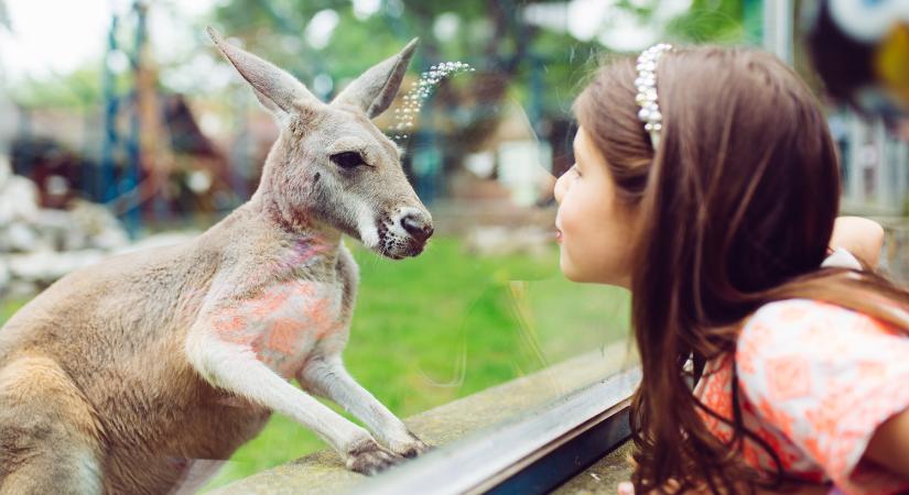 A kenguruk is képesek a kutyákhoz hasonló kommunikációra