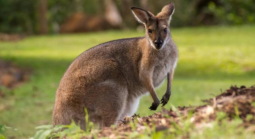 A kenguruk a tekintetükkel képesek kommunikálni