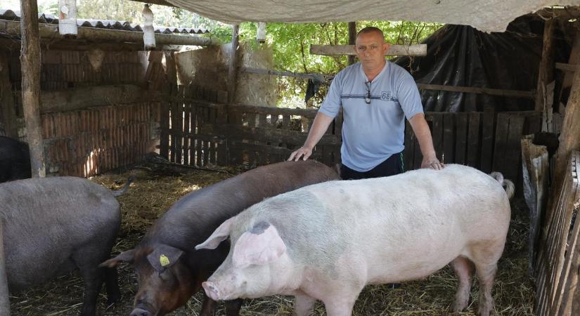 „Ami velem történt, egy nagy disznóság” – A fideszes képviselő ellopott malacai miatt vittek el állatokat Gilián gazdától