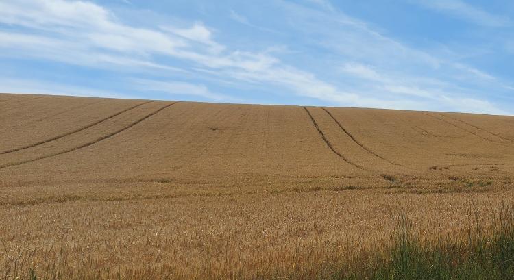 Felfutó ágban az ausztrál búzaciklus, több lesz az export