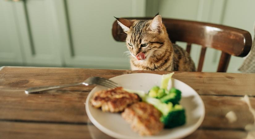 Emberi táplálékok, amelyeket megoszthatsz macskáddal is