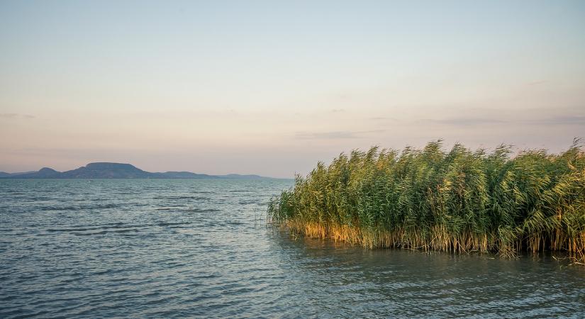 Teljesen megváltozott a Balaton mikroszkopikus élővilága