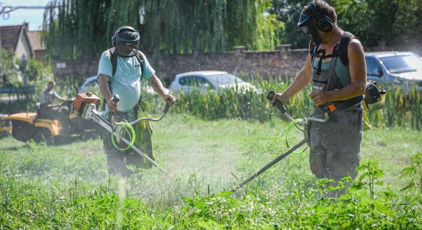 Ekkora bírságra számíthat az, aki nem irtja a portáján a parlagfüvet