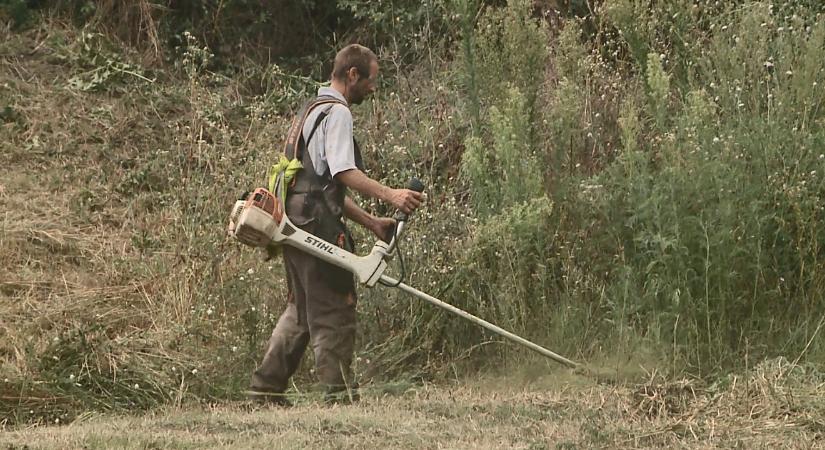 Öt millió négyzetméteren irtják a parlagfüvet Debrecenben